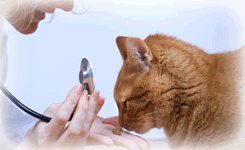 RadiografÃ­a veterinaria